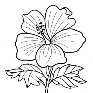 Kolorowanka Kwiatu Hibiskusa 6990-5568